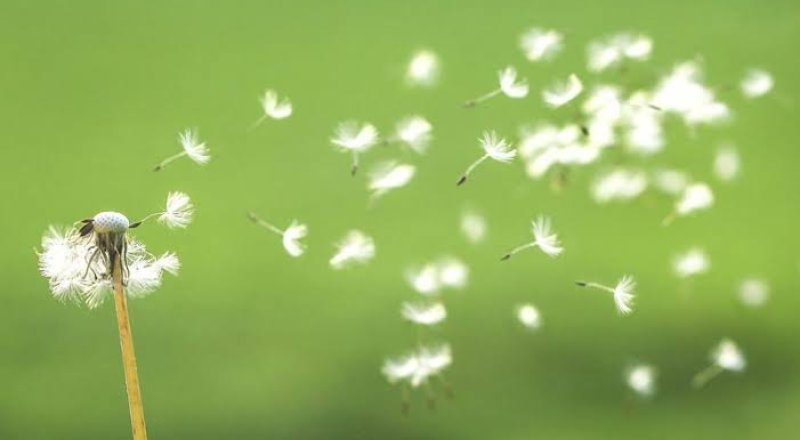 pollen