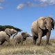 elefant